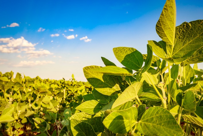 Ações de prevenção de Doenças de Fim de Ciclo já devem ser iniciadas 11 acoes de prevencao de doencas de fim de ciclo ja devem ser iniciadas