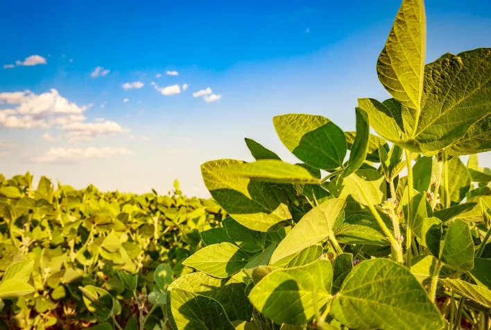 Ações de prevenção de Doenças de Fim de Ciclo já devem ser iniciadas 11 acoes de prevencao de doencas de fim de ciclo ja devem ser iniciadas
