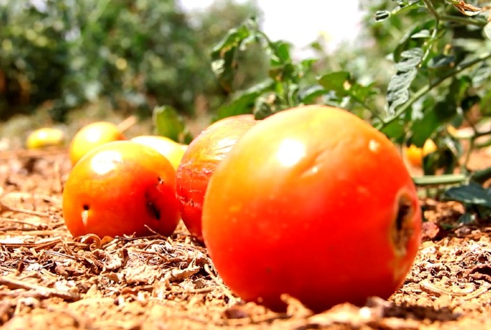 Antigo conhecido dos produtores, traça do tomate volta a causar danos na safra 2022