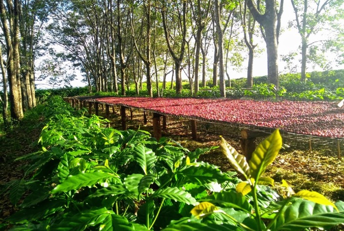 Ao secar, o café renasce como uma fênix revelando sabores e aromas admiráveis.