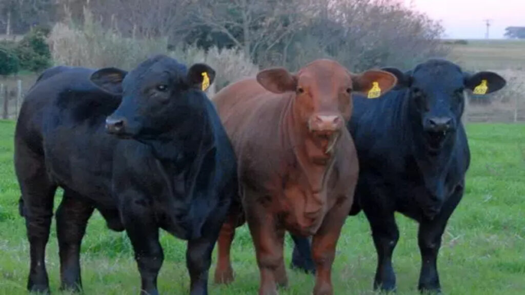 As novilhas mestiças industriais são mais gananciosas que a Nelore?