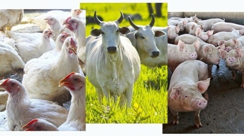Porque os paranaenses produzem mas frangos, suínos, leite e pescado?