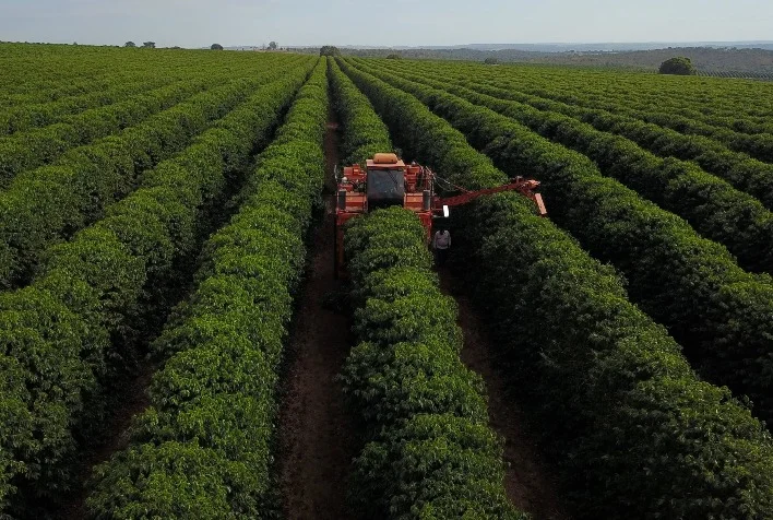 Café na Região do Cerrado Mineiro terá impressão digital 17 cafe na regiao do cerrado mineiro tera impressao digital 1