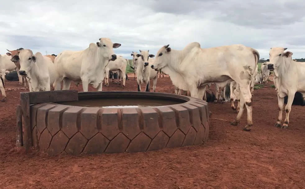 Confira mercado físico do boi gordo