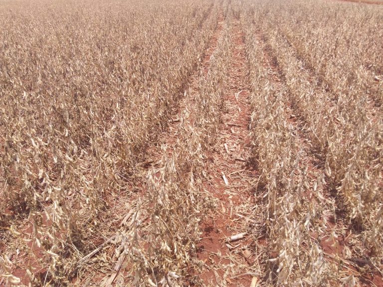 calor seca e agora frio impactam a producao de graos dos eua