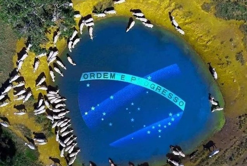 Carne brasileira não é produzida com desmatamento