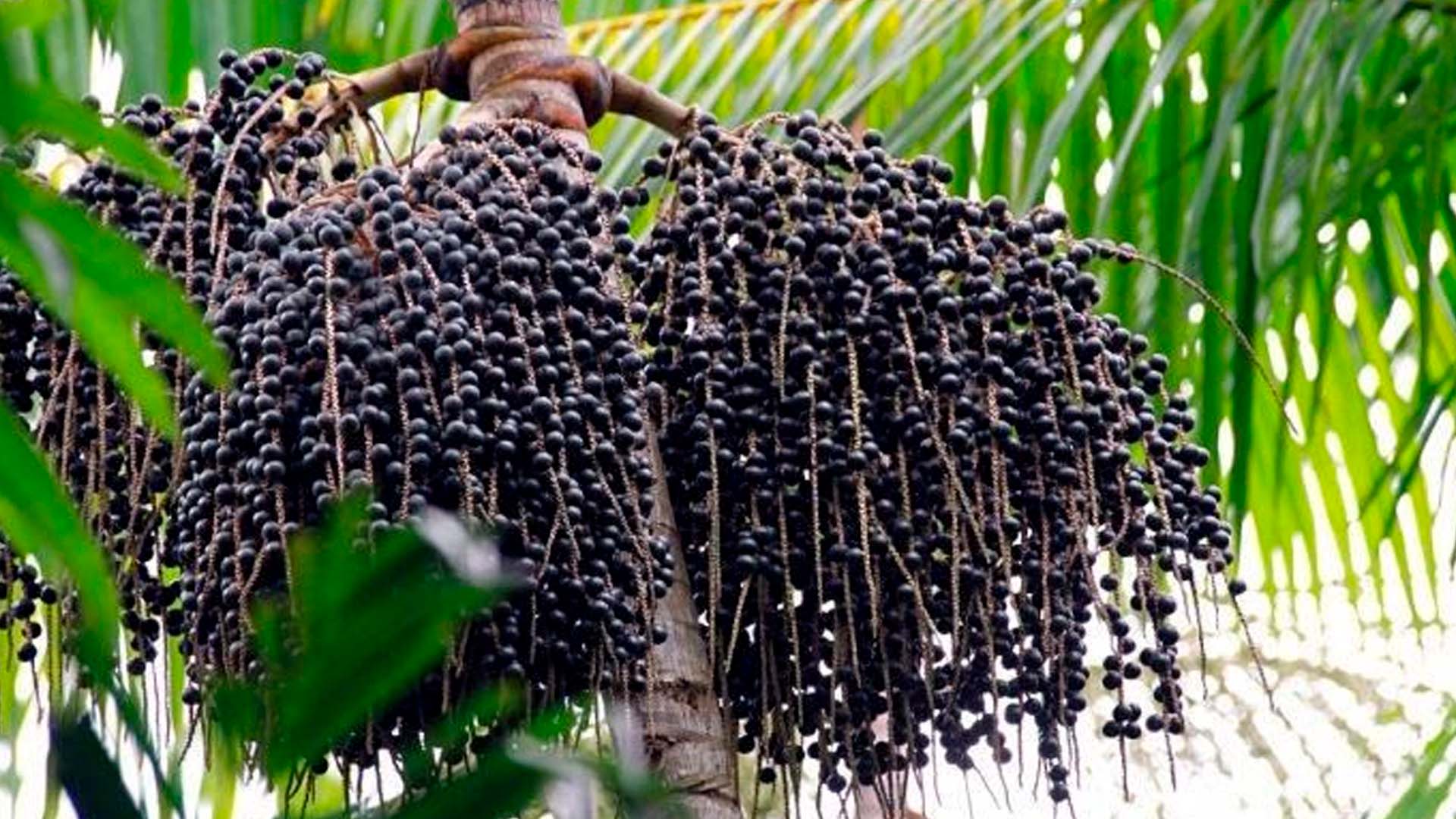 Cerrado deve se tornar o mais novo polo fruticultor do Brasil, com foco em…