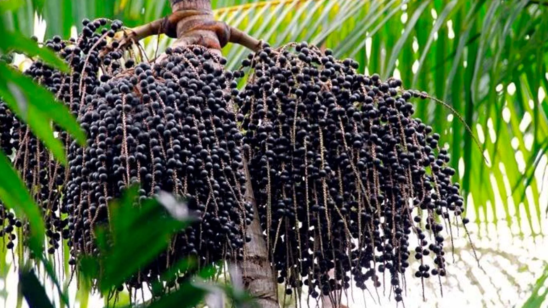Cerrado deve se tornar o mais novo polo fruticultor do Brasil, com foco em... 2 cerrado deve se tornar o mais novo polo fruticultor do brasil com foco em