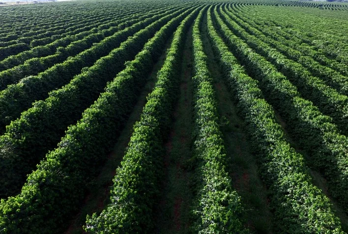 cerrado mineiro sedia em monte carmelo evento inedito focado em cafe neutro em carbono