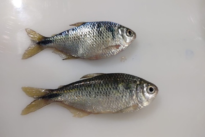 Cientistas conseguem reproduzir lambaris de cauda amarela em laboratório