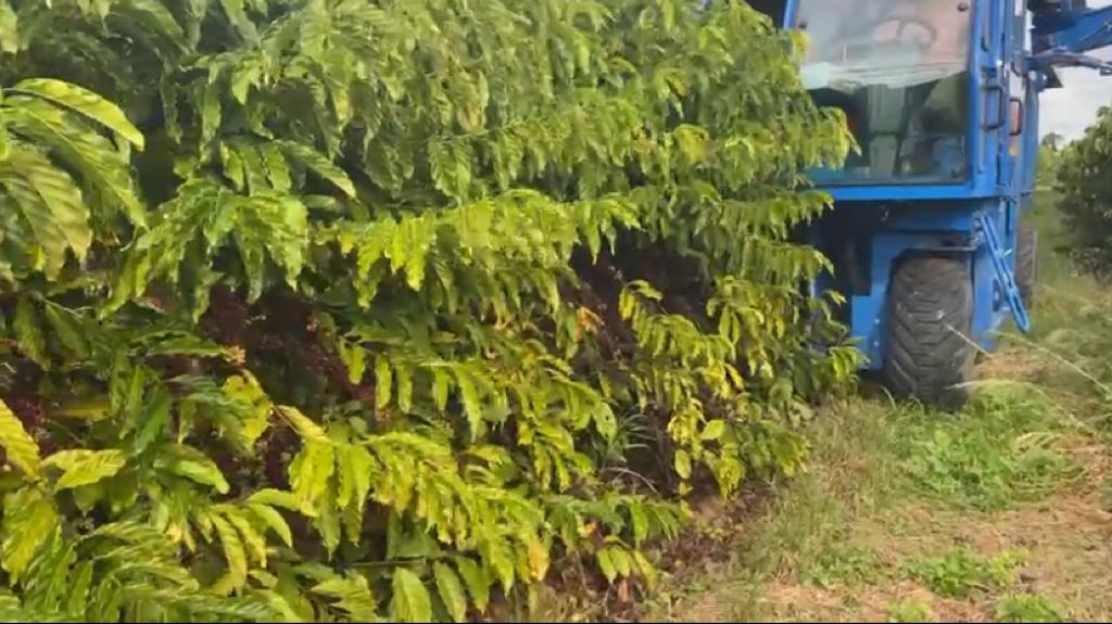 colheita mecanizada em conilon testes na colheita 22 foram positivos e podem