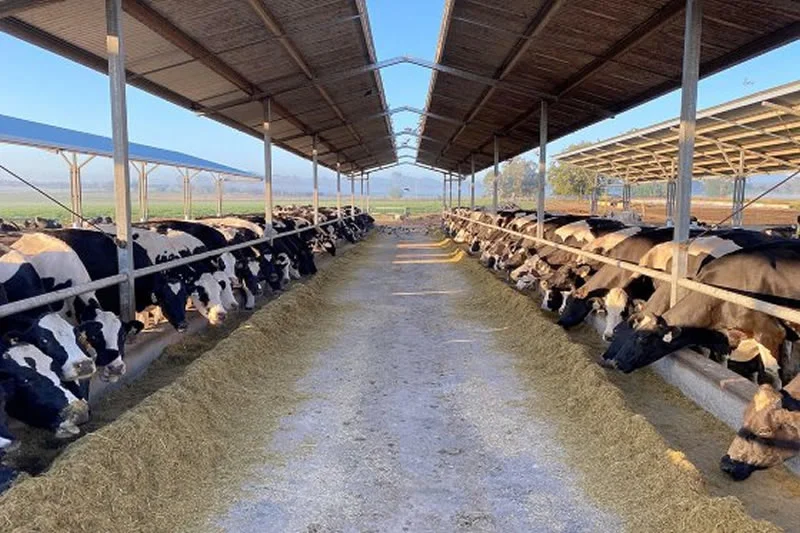 com 26 milhoes de litros de leite ele quer criar a vaca perfeita