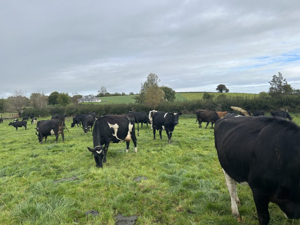 como a melhoria do ebi funcionou para esta fazenda co cavan