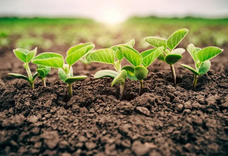 Como a produção de soja pode melhorar com novas tecnologias? 1 Como a produção de soja pode melhorar com novas tecnologias?