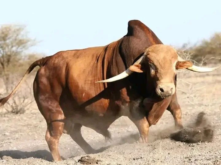 Conheça a raça africânder, com chifres longos e beleza racial 12 conheca a raca africander com chifres longos e beleza racial 1