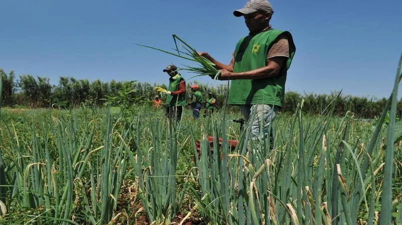 Conheça as atribuições legais dos técnicos agrícolas em seu exercício profissional 2 conheca as atribuicoes legais dos tecnicos agricolas em seu exercicio profissional