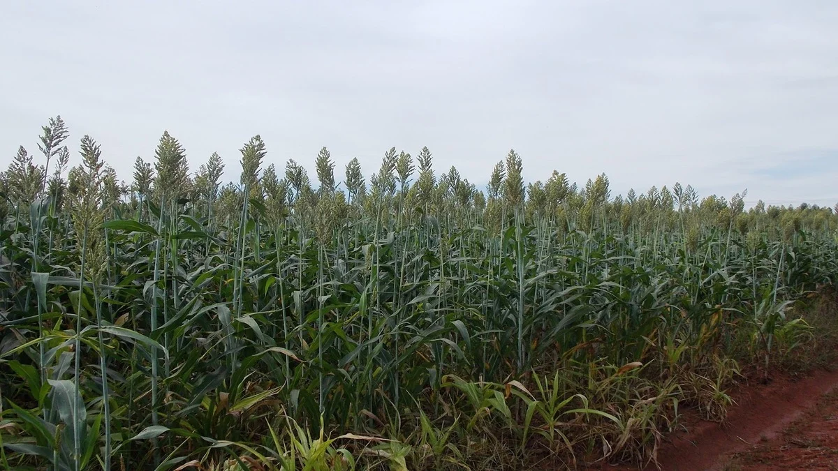 Descubra o sorgo, um dos cereais mais cultivados no mundo 6 descubra o sorgo um dos cereais mais cultivados no mundo