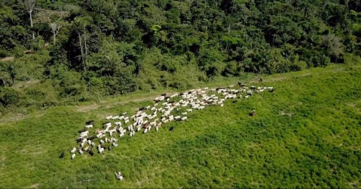 dialogos para o clima destaca tac pecuario e producao sustentavel portal dbo 4