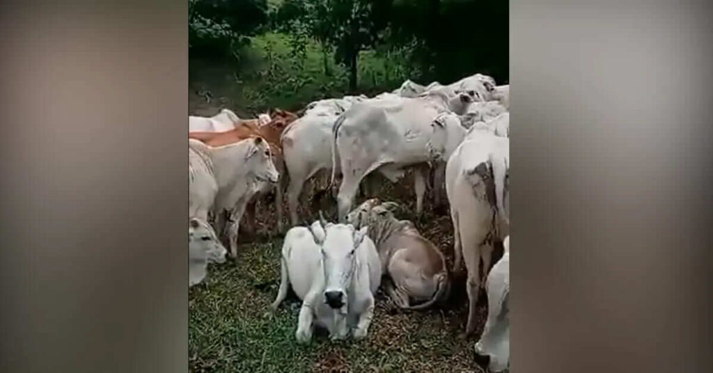 em pernambuco o massacre dos estabulos tem outra origem assista ao video