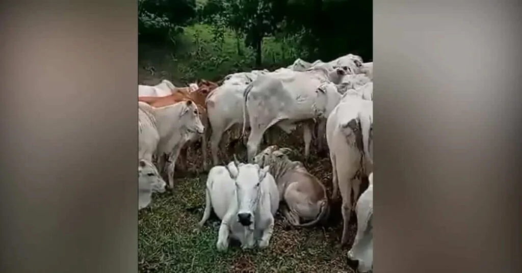 em pernambuco o massacre dos estabulos tem outra origem assista ao video