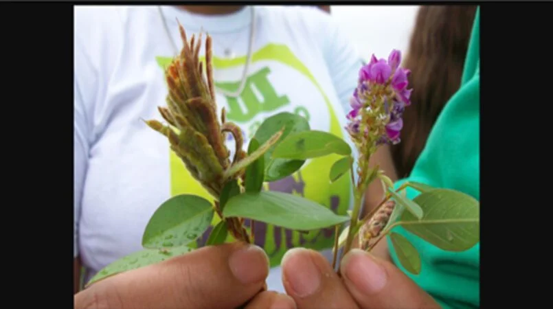 Embrapa: Leguminosa pouco conhecida pode aumentar produção de carne em 60% 7 embrapa leguminosa pouco conhecida pode aumentar producao de carne em 60