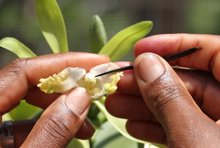 embrapa treina caluniadores e produtores rurais para produzir baunilha brasileira 1