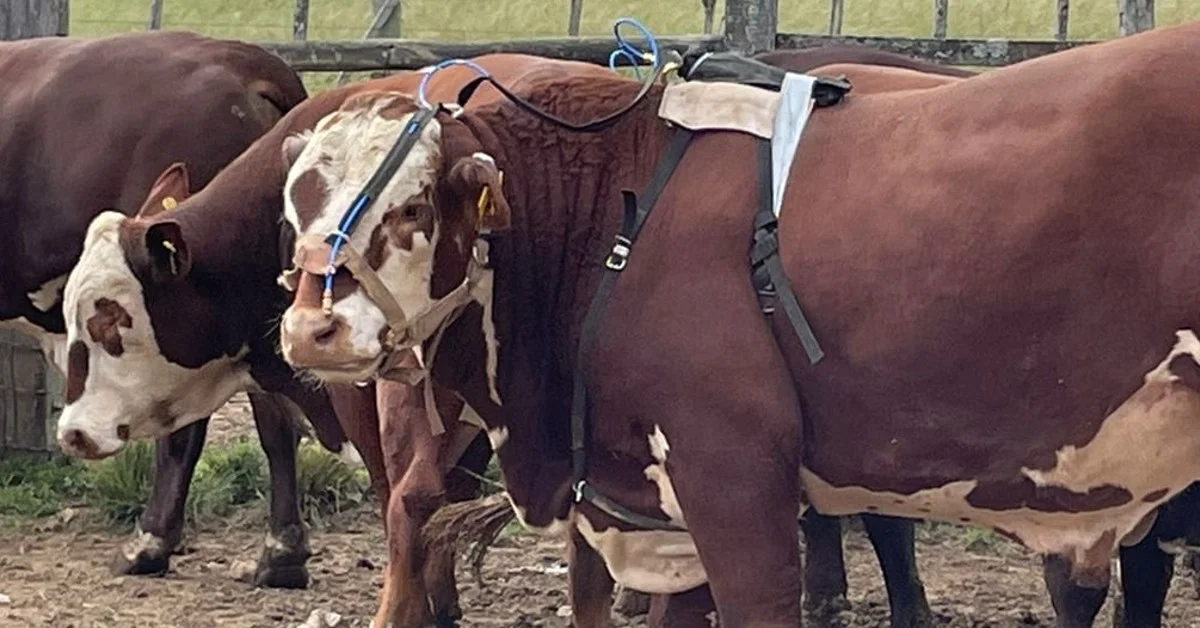 Encontro online debate segurança alimentar e mudanças climáticas • Portal DBO 16 encontro online debate seguranca alimentar e mudancas climaticas portal dbo
