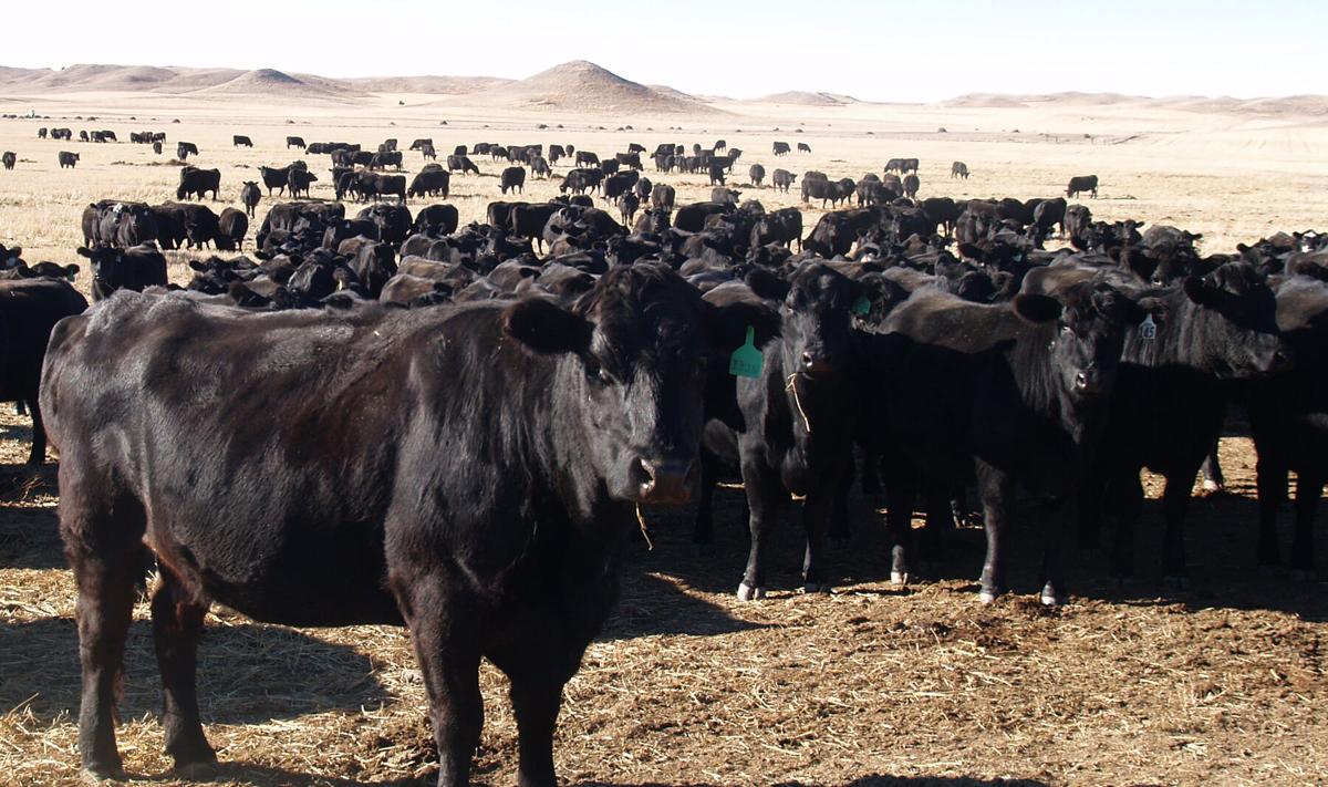 FRIGORÍFICO COM “DÍVIDA” DE R$ 70 MILHÕES, VAI REABRIR