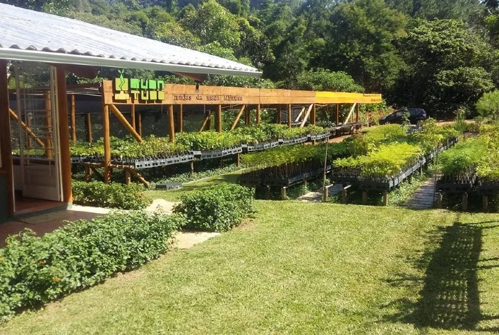 Estudo aponta retração na produção de mudas de espécies florestais no RJ 4 estudo aponta retracao na producao de mudas de especies florestais no rj