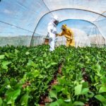 estudo para definir um protocolo para favorecer a convivencia entre abelhas e soja