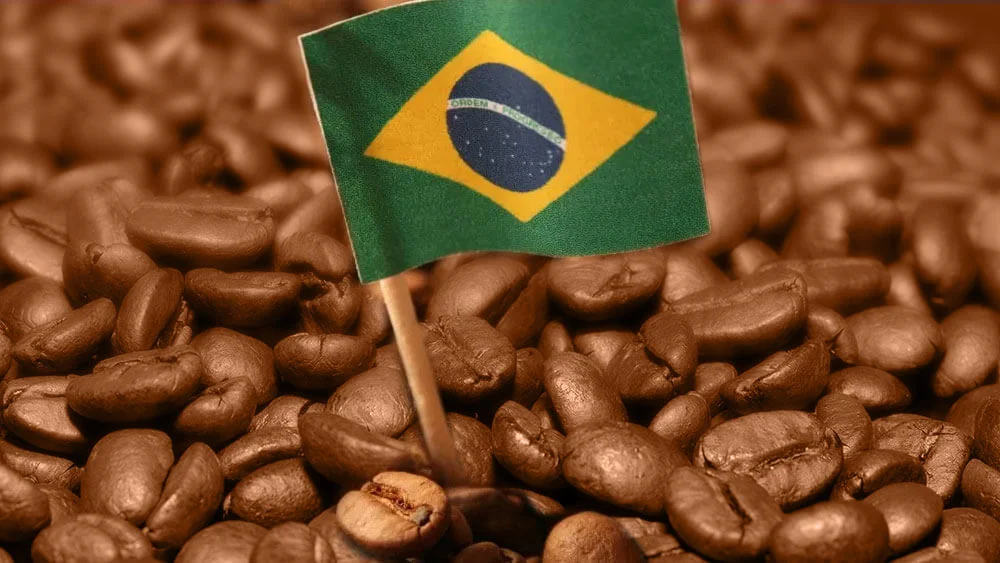 Exportações brasileiras de café somam 3,4 milhões de sacas em setembro 10 Safra de café deve atingir 50 milhões de sacas em 2022
