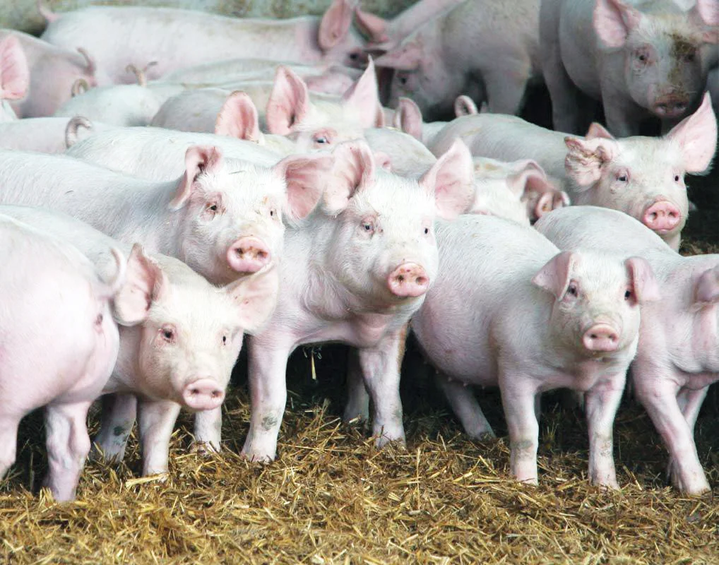 fatores associados ao canibalismo de cauda em suinos e sua prevencao