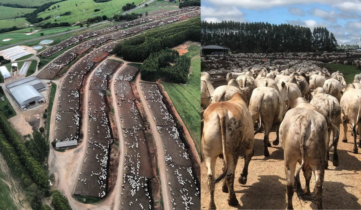 Fazenda ganha Prefeito, Vice e vira Cidade do Boi, vídeo! 3 fazenda ganha prefeito vice e vira cidade do boi video 1