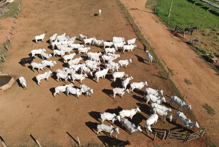 Fazenda no Mato Grosso tem ganho de produtividade de 25% com identificação de animais e inteligência de dados 2 fazenda no mato grosso tem ganho de produtividade de 25 com identificacao de animais e inteligencia de dados
