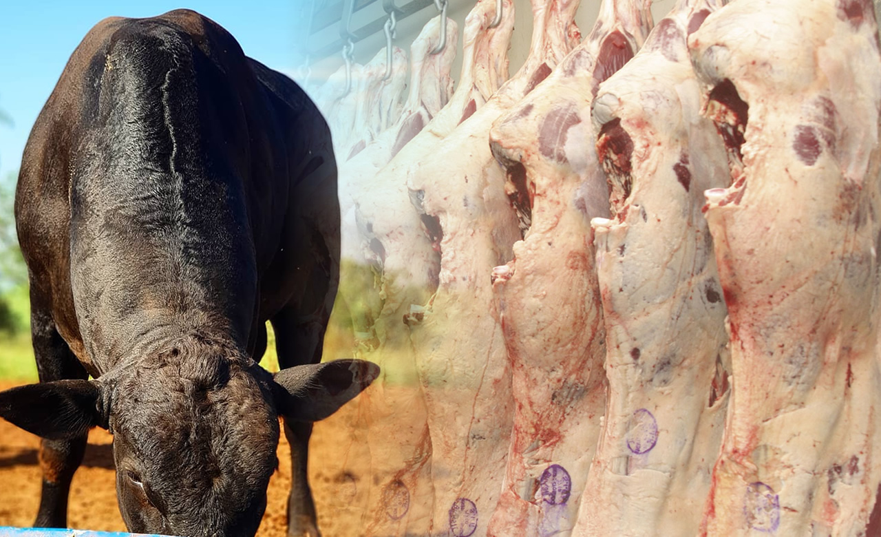 Frigorífico x Produtor: Uma “guerra” sem fim…