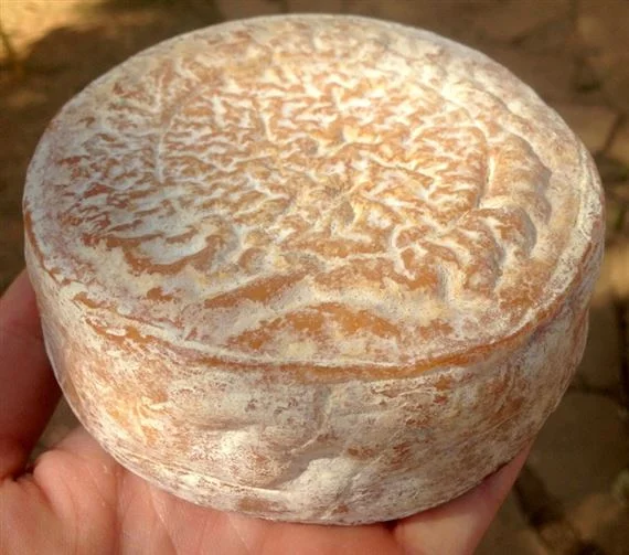 Fungos no queijo: problema ou diversidade? 4 CompreRural.com