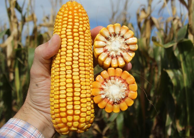 futuros de milho fecham semana de desvalorizacoes na b3 e chicago