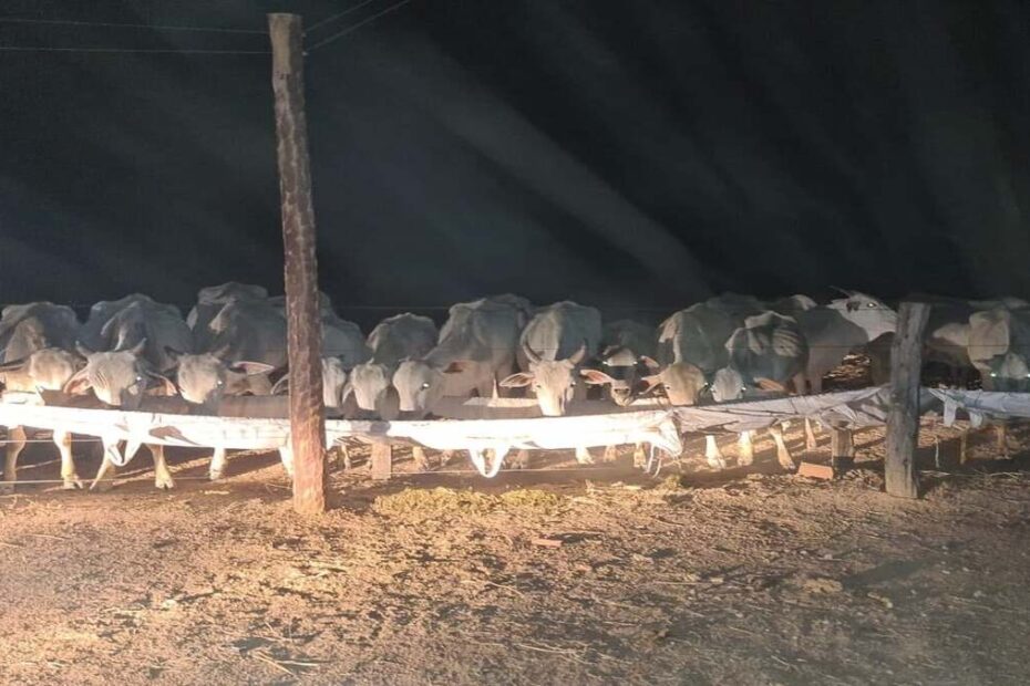 Operação "La Casa de Papel" apreende 100 cabeças de gado e 75 ovelhas