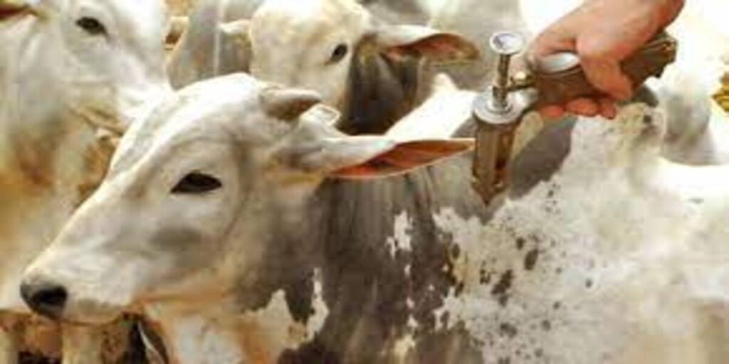 Governo de Goiás divulga diretrizes para vacinação contra a febre aftosa • Portal DBO 3 Mapa estende até dezembro vacinação contra febre aftosa