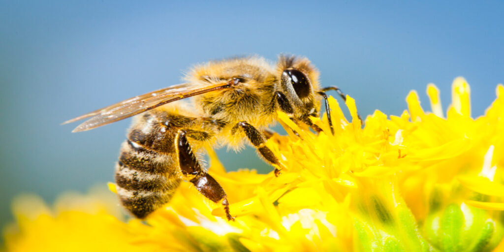 O manejo adequado reduz a exposição das abelhas a inseticidas