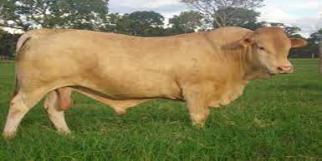 Raça Beefmaster pesa 1.300 kg e produz carne e leite 1 Raça Beefmaster pesa 1.300 kg e produz carne e leite