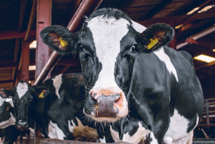 Impactos do DRB nas fazendas leiteiras