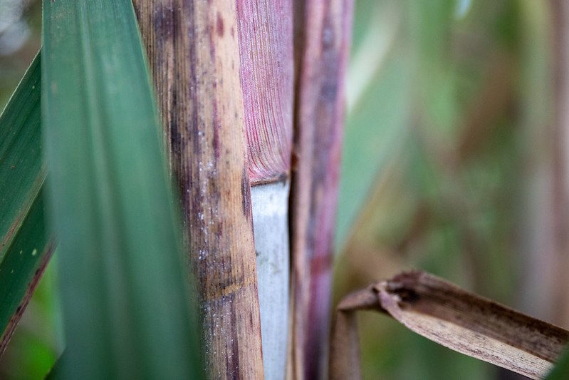 Inteligência artificial permite prever o desempenho da cana-de-açúcar no campo 1 Inteligência artificial permite prever o desempenho da cana-de-açúcar no campo