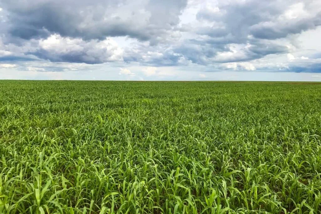 Investimento em adubação de pastagens gera retorno econômico 2 Investimento em adubação de pastagens gera retorno econômico