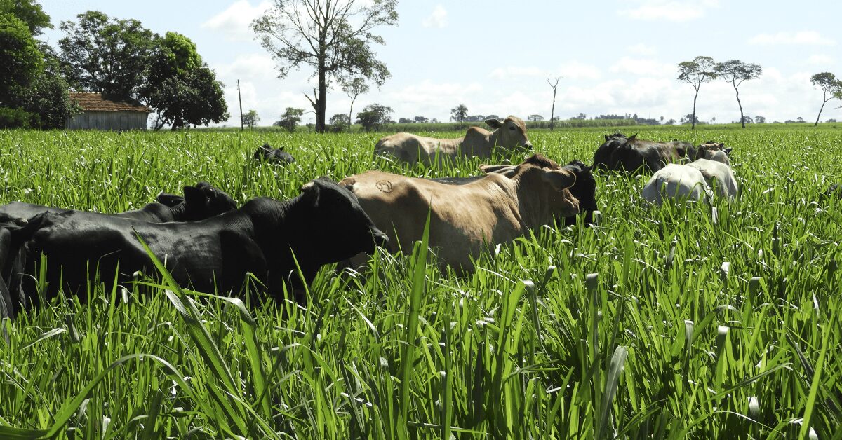 A grama ideal pode aumentar em 1,5@ ganho, confira!