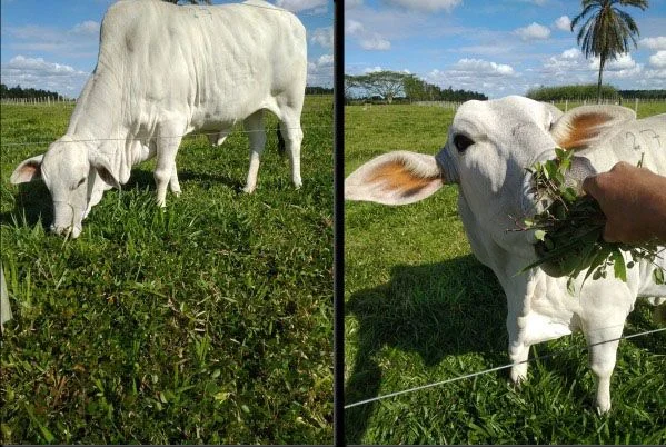 leguminosas podem aumentar a producao de carne em 60 1