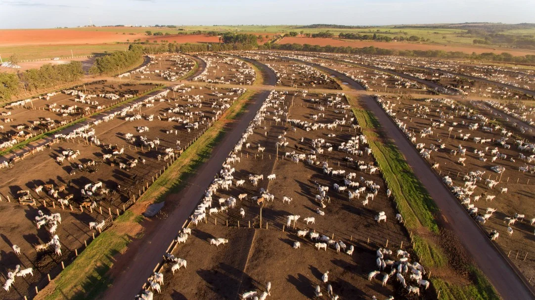 Maior alimentador chega a 1,383 milhão de cabeças de gado 16 Maior alimentador chega a 1,383 milhão de cabeças de gado