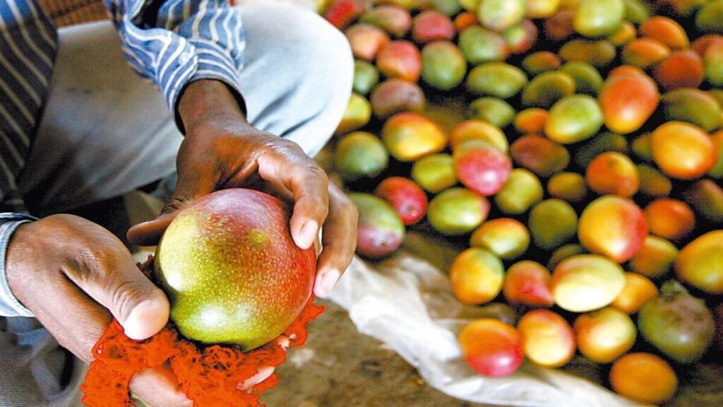 Manga para exportação gera mais lucro para o produtor, mas exige investimento e atenção