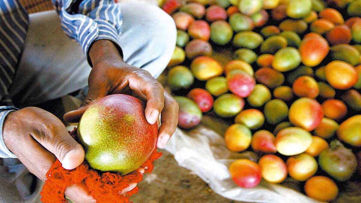 Manga para exportação gera mais lucro para o produtor, mas exige investimento e atenção