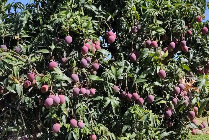 manga para exportacao gera mais lucro para o produtor mas exige investimento e atencao